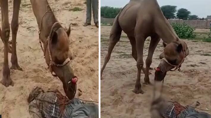 churu angery camel attacked onwer killed