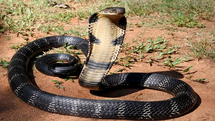 kobra snake bite
