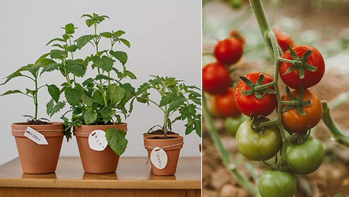 tomato Plantation 