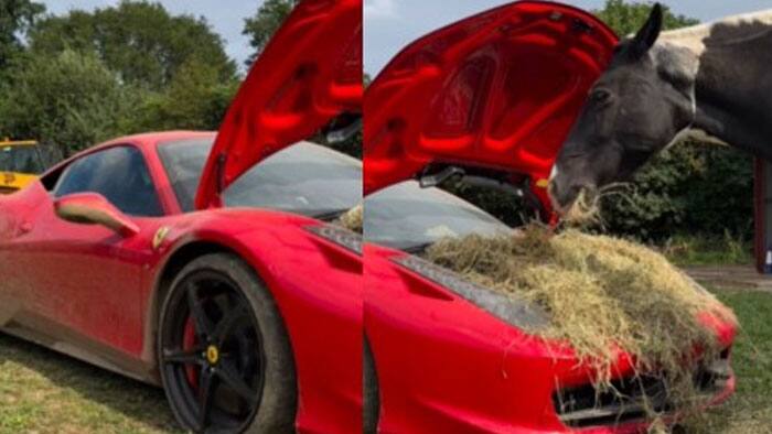 Horse Eating Grass In Ferrari