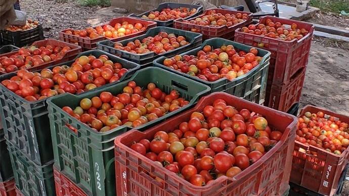 Tomato Prices in India