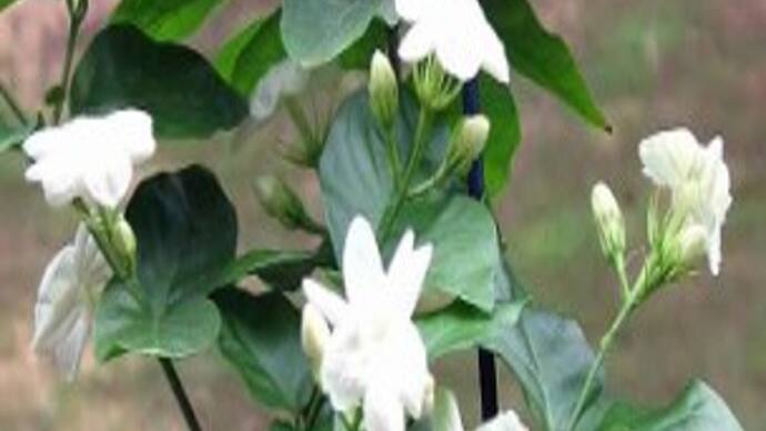 flower arabian jasmine