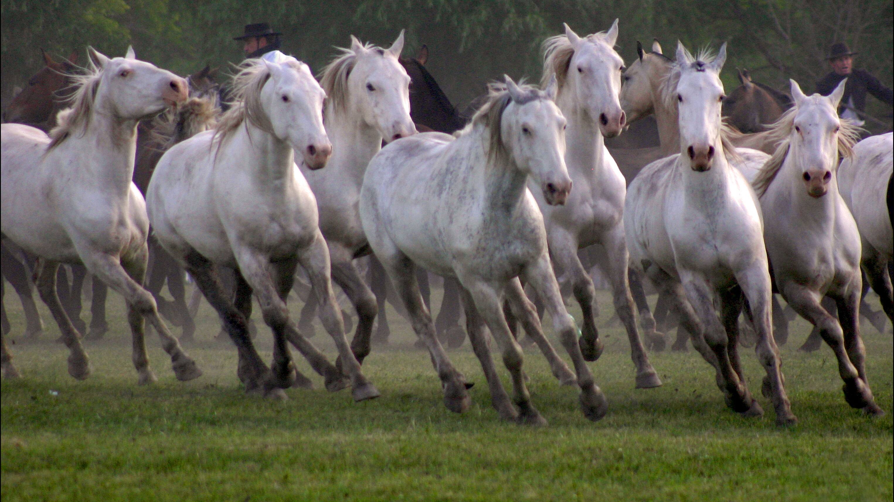 Seven Horses 