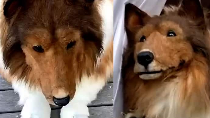 viral news japanese man spend 2 million yen become a dog takes first public walk bsm 