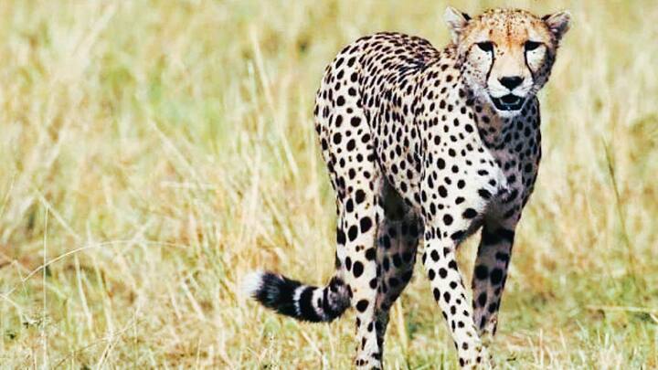 female cheetah Dhatri Tiblisi dead
