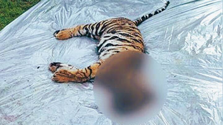 Suspicious death of 7 month old female tiger cub in Bandhavgarh 