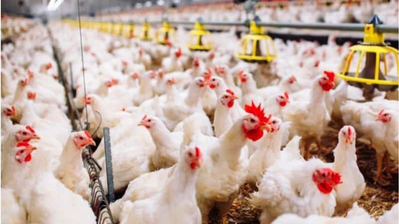 saudi ministry start poultry production programme