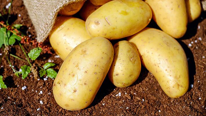Potatoes Good Or Bad For Weight Loss