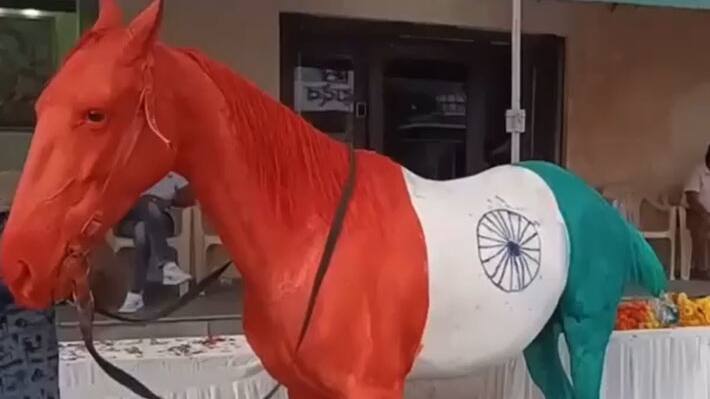 horse painted in tricolor