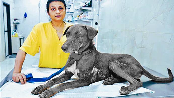Cat lover lady acid attack on street dog in mumbai