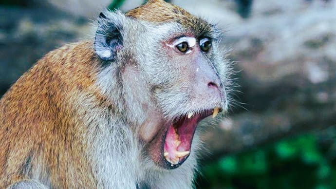 terror of the monkeys in Mathura Vrindavan 