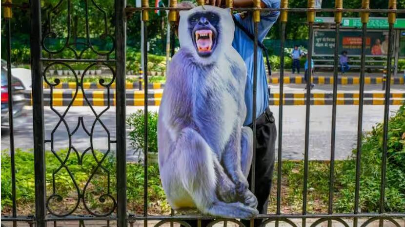 monkeys delhi