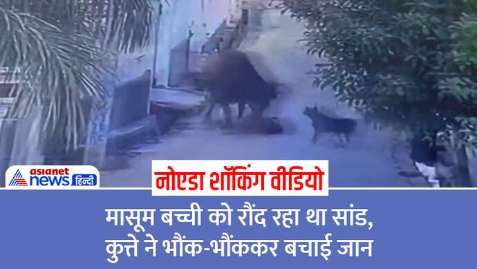 Noida shocking video Bull attack on school girl dog saved her life