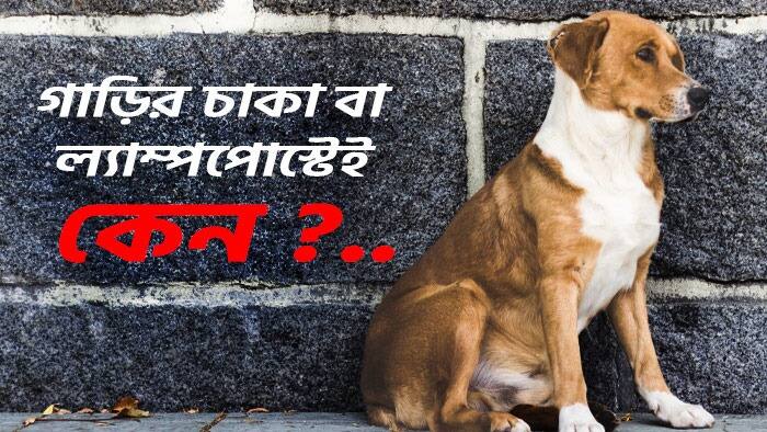 Dog Facts