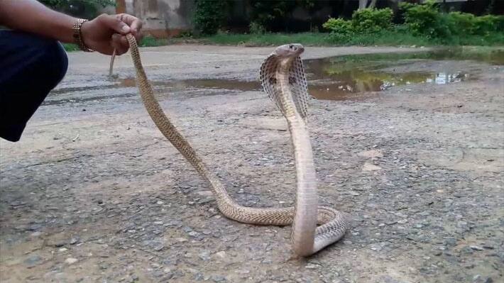 7 feet snake cobra