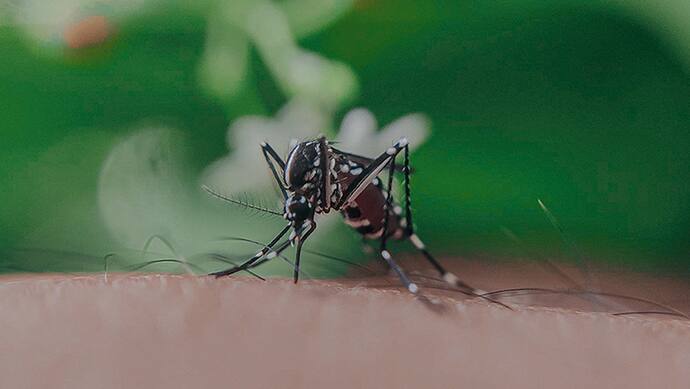 home remedies for dengue fever