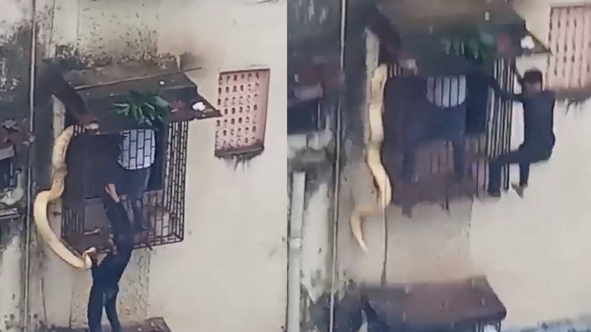 snake viral video