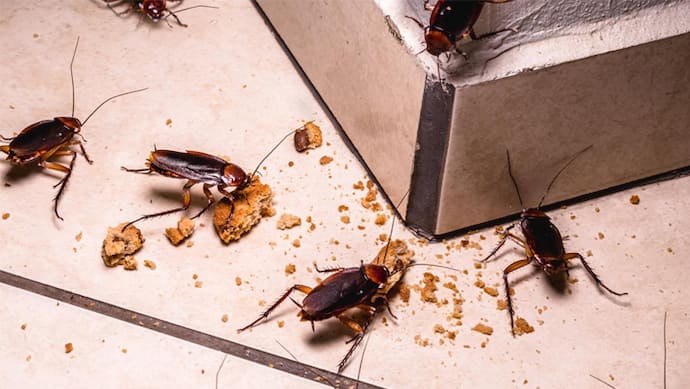 Cockroaches Home Remedies