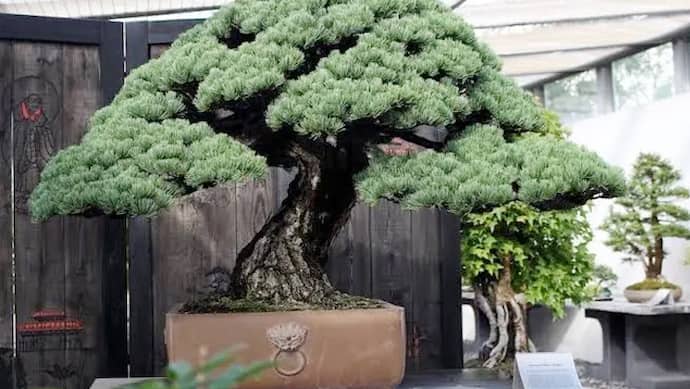 Worlds Expensive Bonsai tree