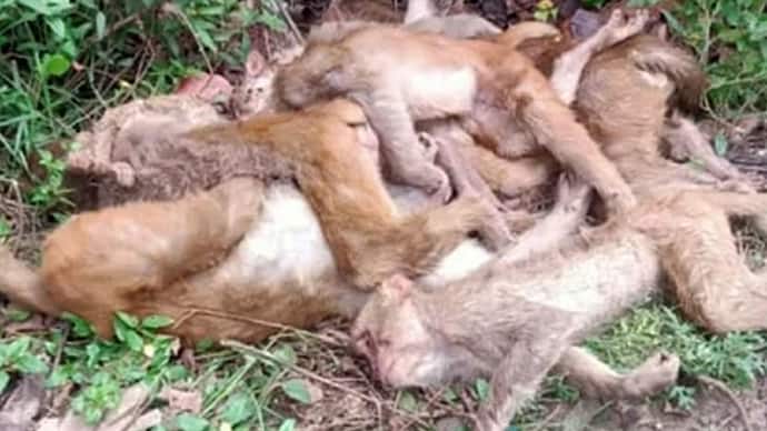 Suspicious killing of more than 50 monkeys in Bahraich