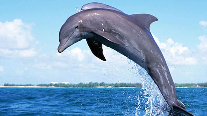 dolphins in uttar pradesh