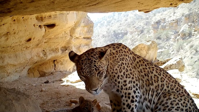 Watch rare video of Persian Cheetah going viral on social media bsm