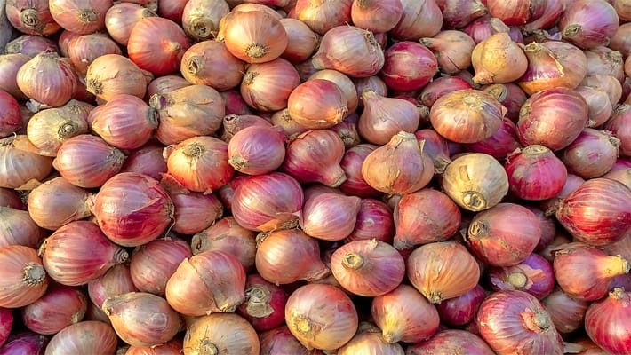 Onion Price today