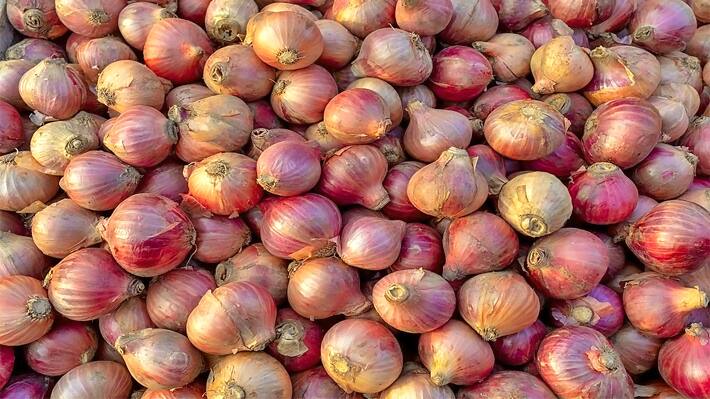 Onion Price today