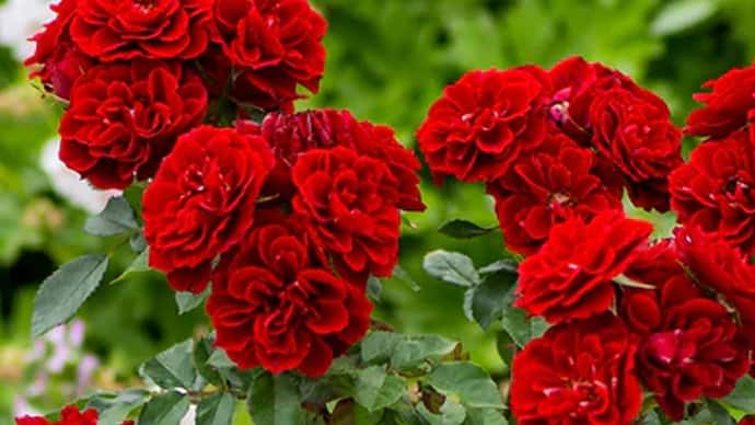 rose plant how to grow faster 5 Easy Gardening Tips 