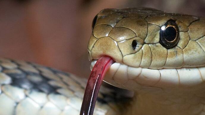 Snake venom