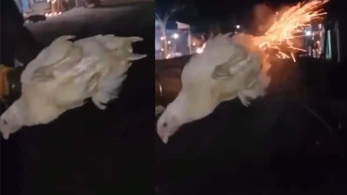 Brutal viral video of a group of youths hilarity by burning chickens private parts with stakes bsm