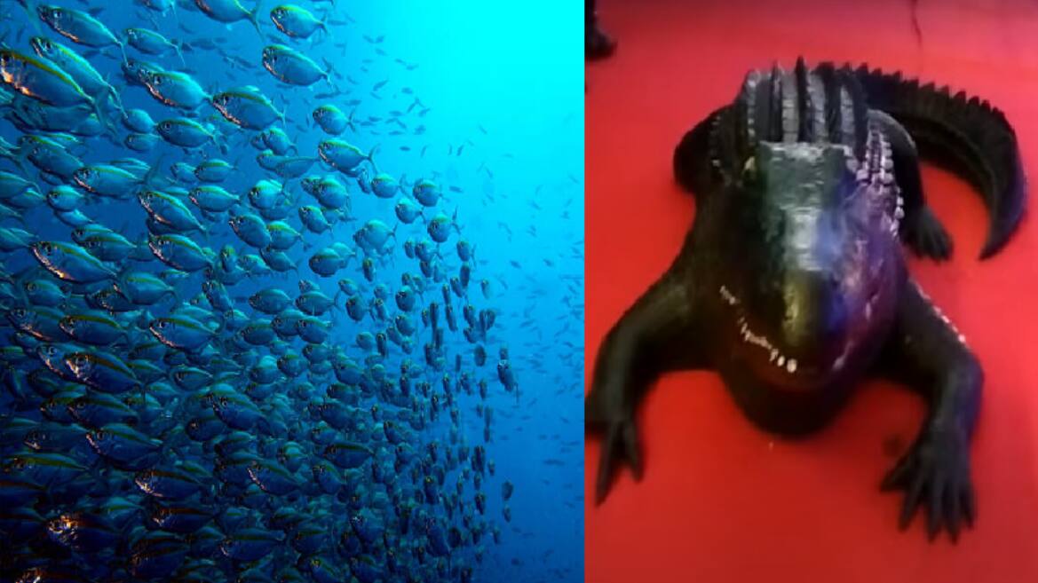 underwater fish aquarium