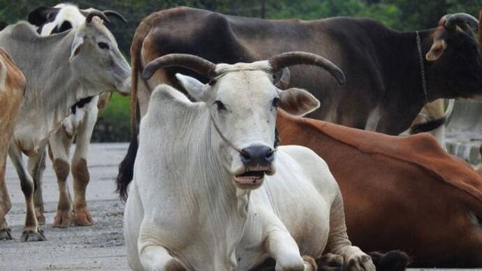 kerala cow