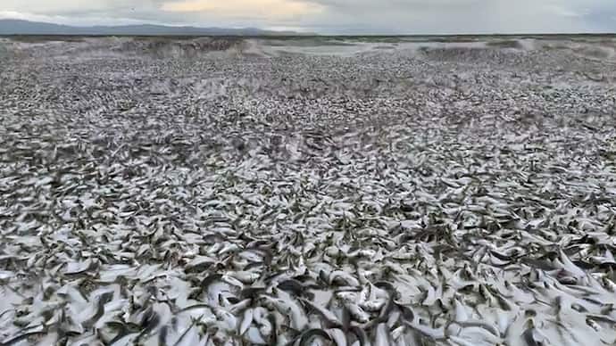 Mysterious death of thousands of fish video of Japanese beach horror goes viral bsm