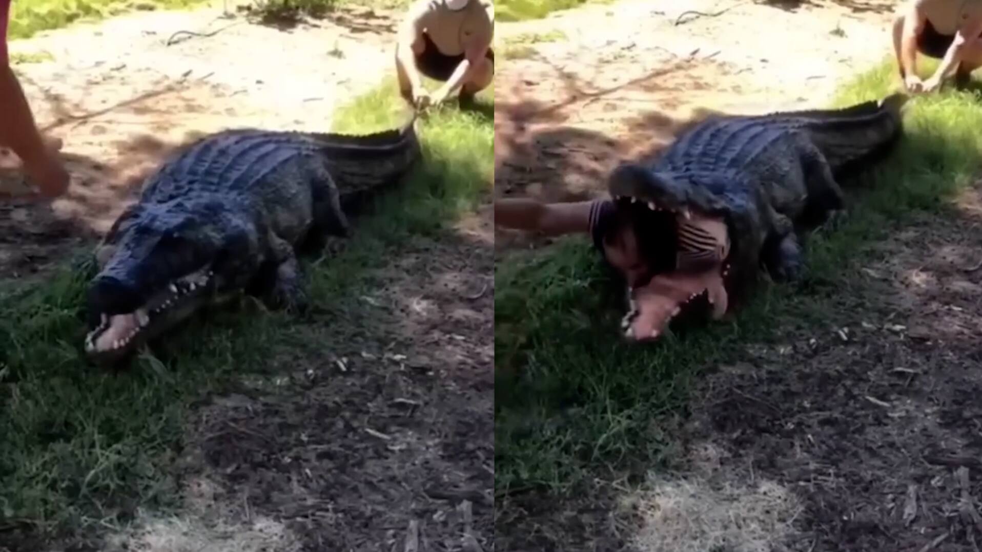 Watch Viral Video of Man Coming Out of Crocodile s Jaw  Is He Alive bsm