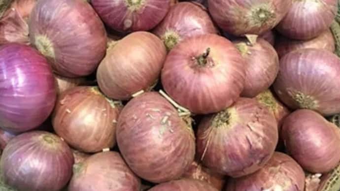 Onion Price Today