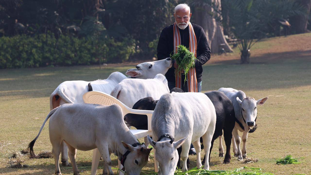 PM modi feeds cows on the occasion of Makar Sankranti At his residence see pictueres