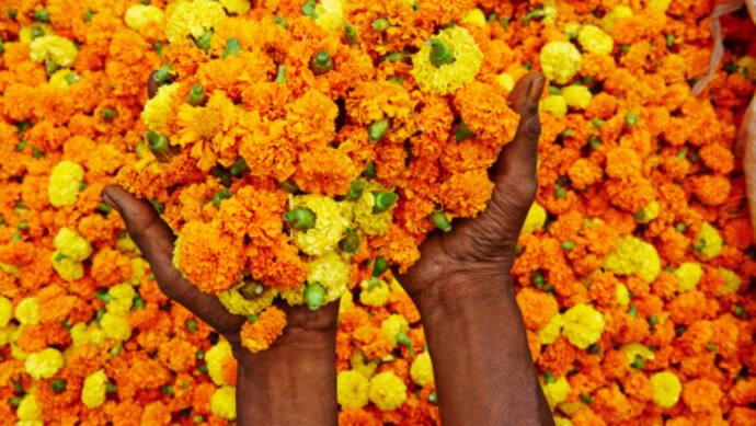 Vastu Tips  Keeping this yellow flower plant at home brings blessings of Goddess Lakshmi and Ganesha bsm