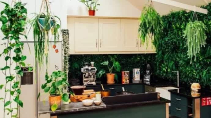 Plants In Kitchen