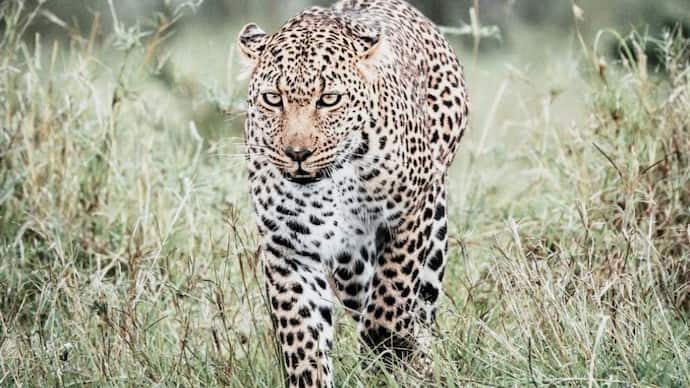 leopard indore