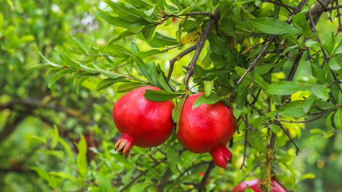 pomegranate tree 