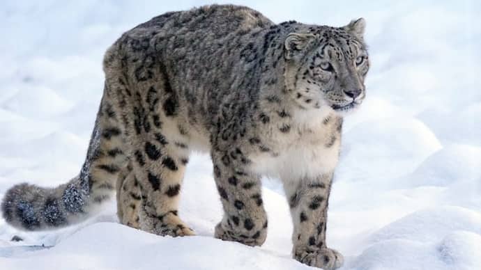 Snow leopards number 718 in India here is the list of states bsm