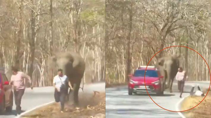 Elephant Attack On Two Men