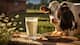 बर्ड फ्लू से संक्रमित गाय का कच्चा दूध पीना सेहत के लिए खतरनाक, रिपोर्ट में हुआ खुलासा