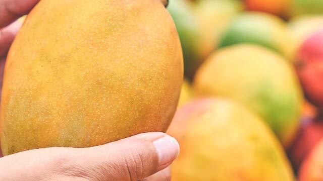 mango varieties in India