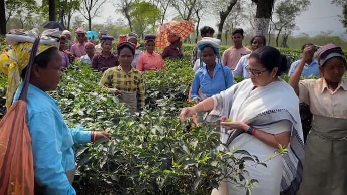Mamata Banerjee during her visit to North Bengal spoke and made tea in Jalpaiguri bsm