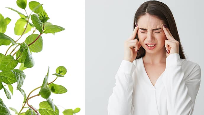 how-to-get-rid-of-migraine-and-headache-with-Tulsi