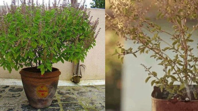 how-to-make-Tulsi-green