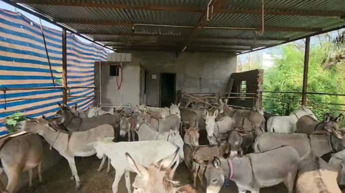 gujarat man is earning lakhs of rupees by selling donkey milk online know about donkey farm bsm