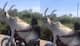 Viral Video: গল্পের গরু গাছে নয়, চড়ে বসেছে বাইকে! নেট দুনিয়ায় উঠেছে হাসির রোল এই  দৃশ্য দেখে